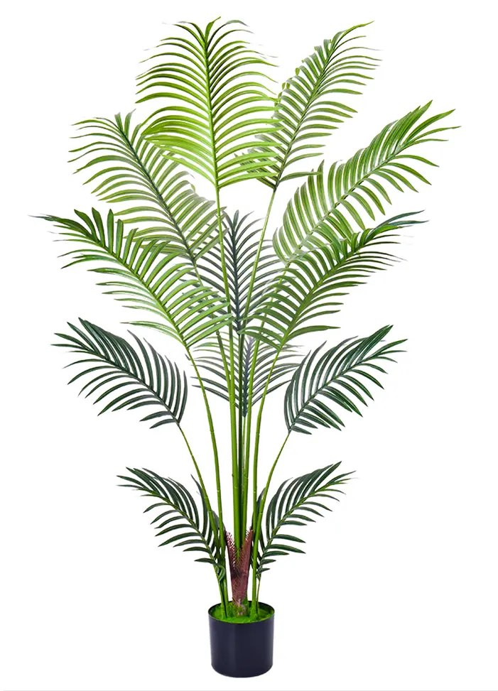 [PC616A0140G2] Palmera Areca