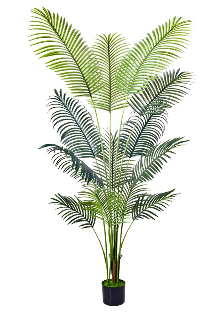 [PC616A0180G2] Palmera Areca