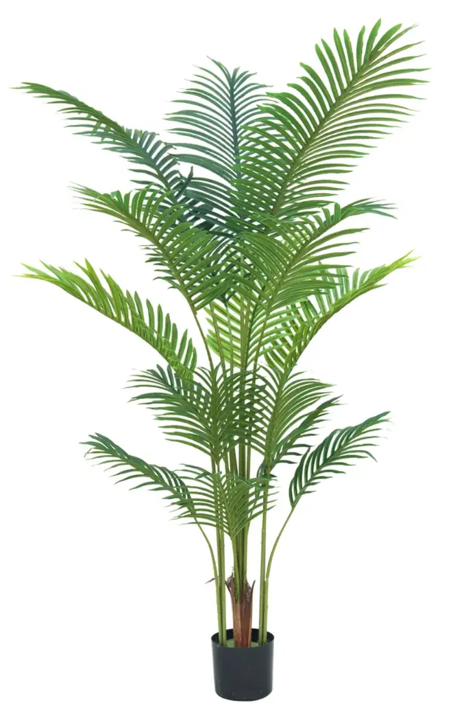 [PC616B0160G2] Palmera Areca