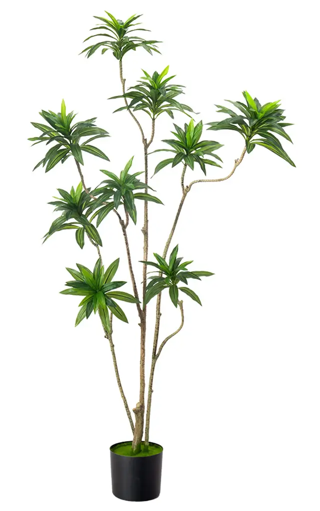 [PC207A0150G2] Dracaena