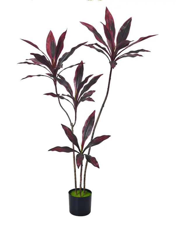 [PC206B0120DR] Dracaena Roja