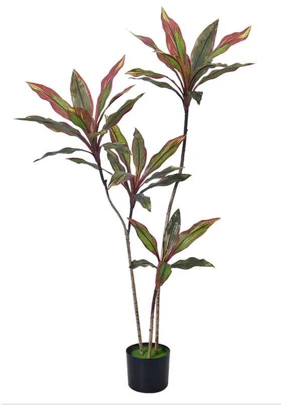 [PC206B0120R2] Cordyline