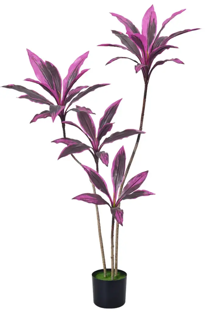 [PC206B0120GR] Dracaena morada 