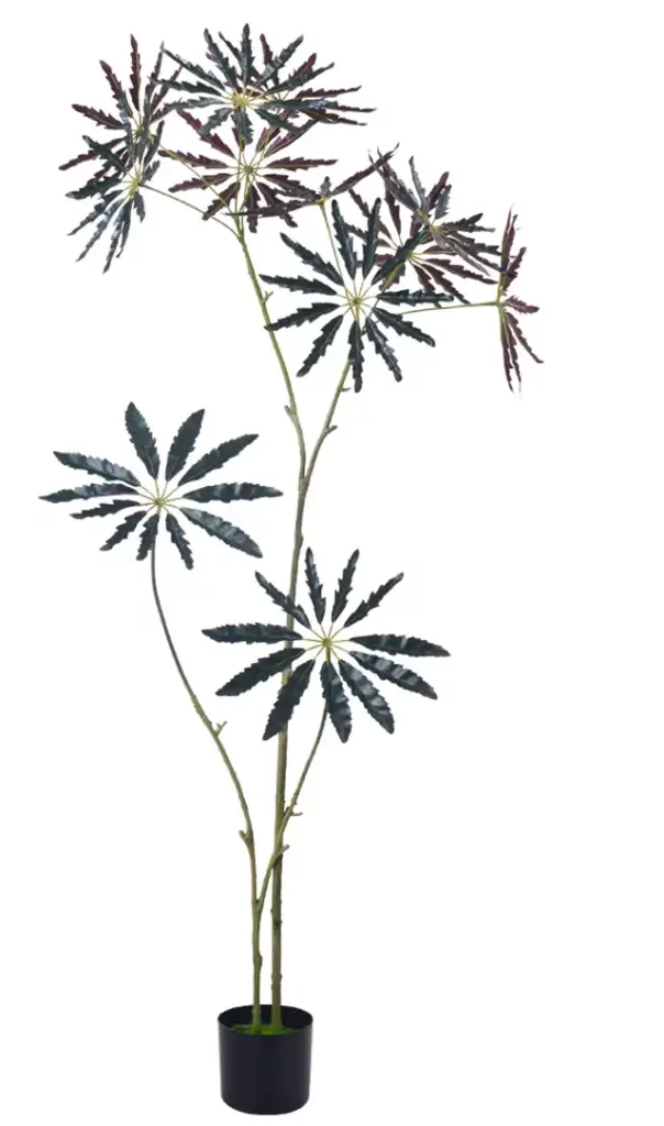 [PC690B0150GR] Aralia marrón