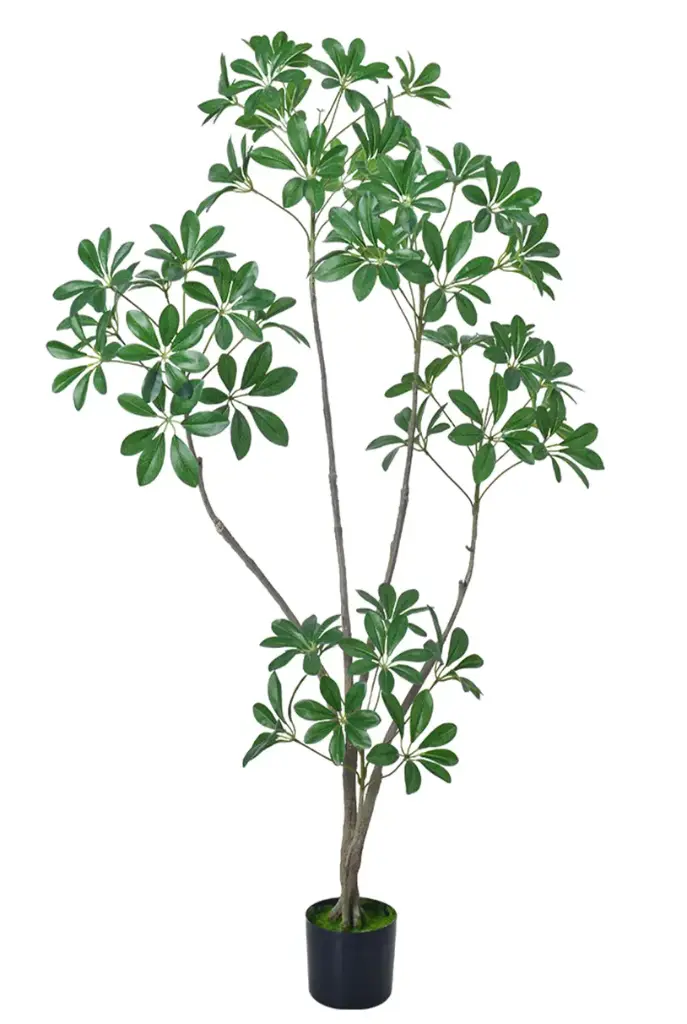 [PC019A0150G2] Schefflera Arborícola 