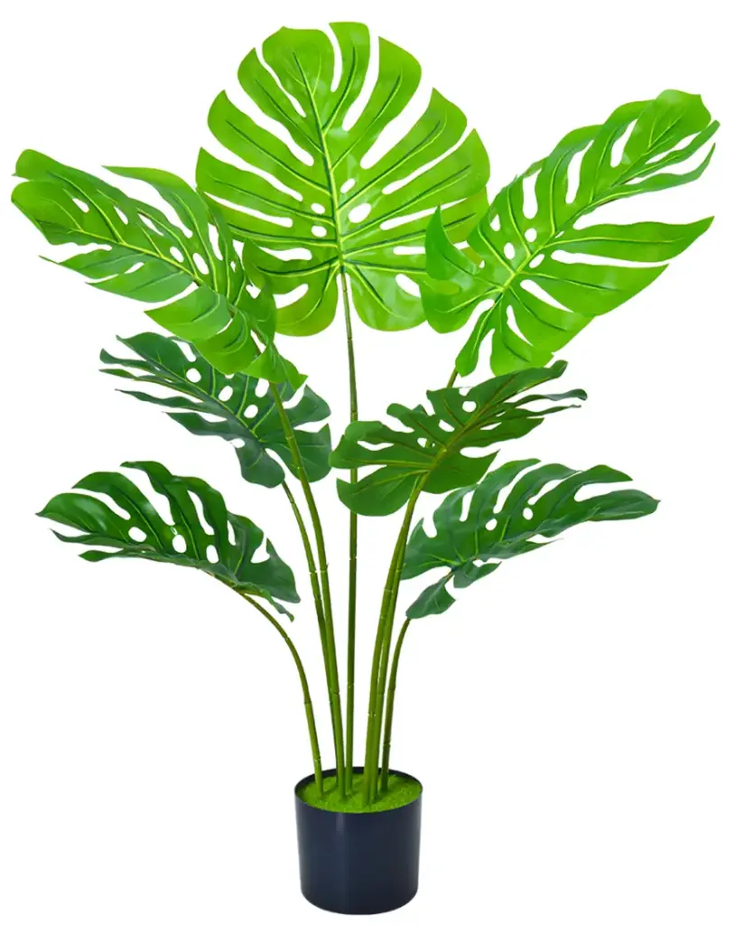 Monstera (1.40m)